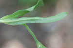 Sticky catchfly